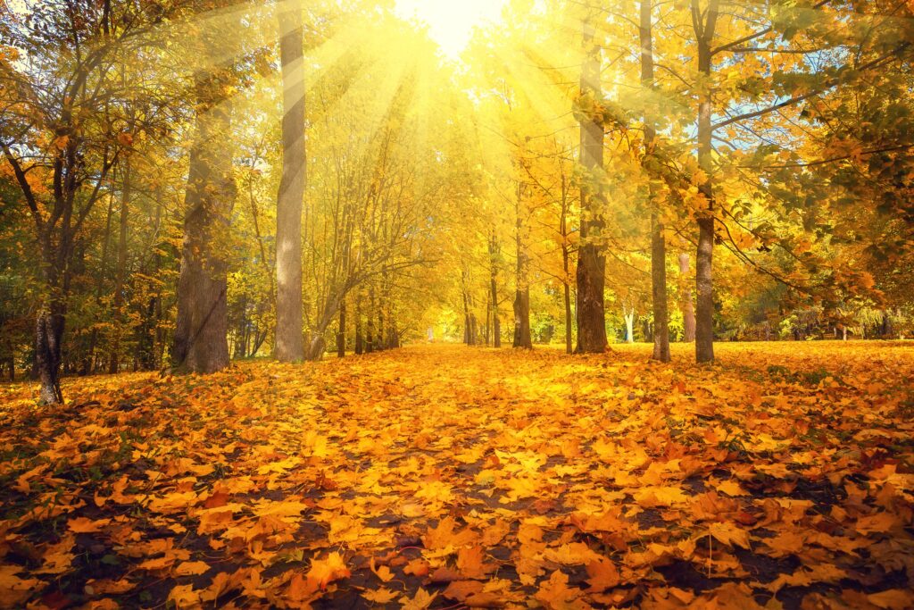 Fall foliage covering European mountain forests with vibrant autumn colors and scenic valleys 1