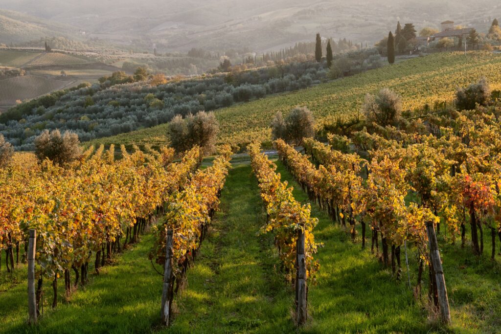 Tuscan vineyards transform into golden masterpieces each fall Fall foliage