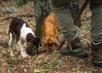 Trained dogs searching for truffles during European truffle season in Italian forest with hunter