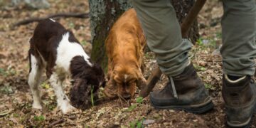 Perros entrenados buscando trufas durante la temporada europea de trufas en un bosque italiano con un cazador