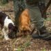 Trained dogs searching for truffles during European truffle season in Italian forest with hunter