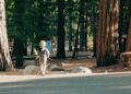 A child explores a forest trail at an EU nature camp, surrounded by tall trees and soft morning light.