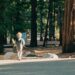 A child explores a forest trail at an EU nature camp, surrounded by tall trees and soft morning light.