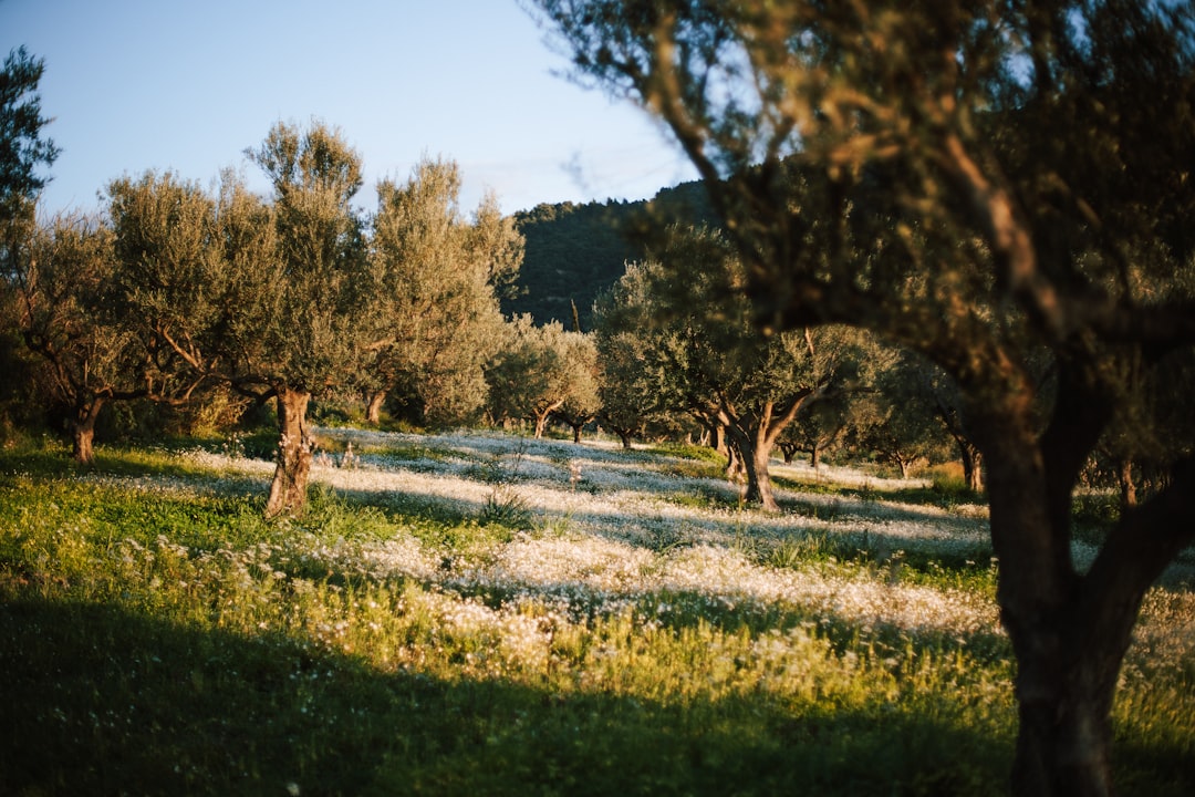 A family with children participates in a hands-on harvest experience at a European olive farm