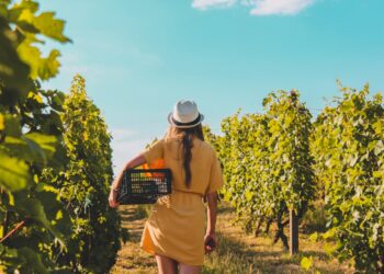 A woman walking in an open cellar in one of Europe's most beautiful wine towns during late August harvest season.
