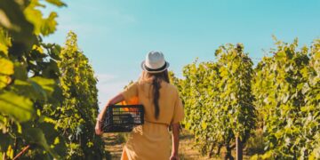 A woman walking in an open cellar in one of Europe's most beautiful wine towns during late August harvest season.