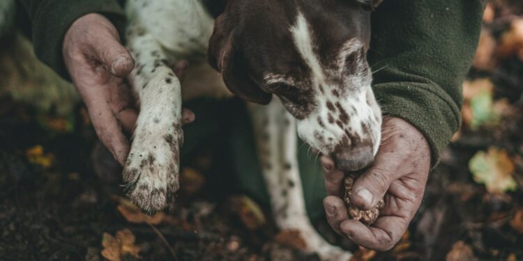 Trifolao and dog hunting white truffle during truffle season in the Langhe woods