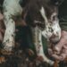 Trifolao and dog hunting white truffle during truffle season in the Langhe woods