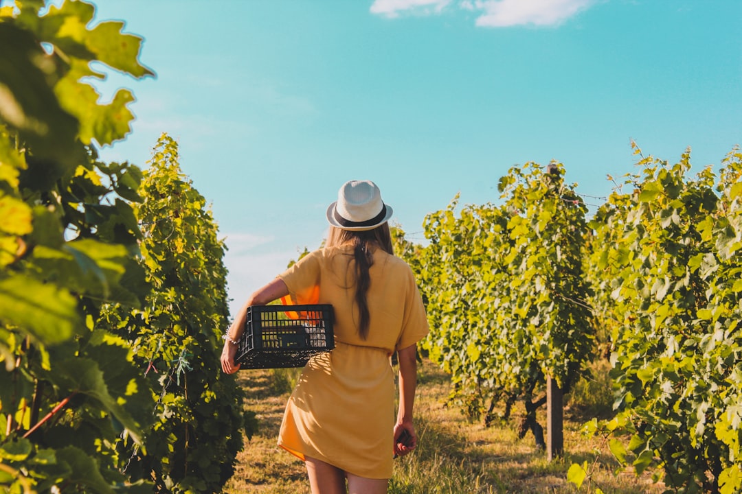 Una donna che cammina in una cantina aperta in una delle più belle città vinicole d'Europa durante la stagione della vendemmia di fine agosto.