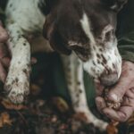 Trifolao y perro buscando trufas blancas durante la temporada de trufas en los bosques de Langhe