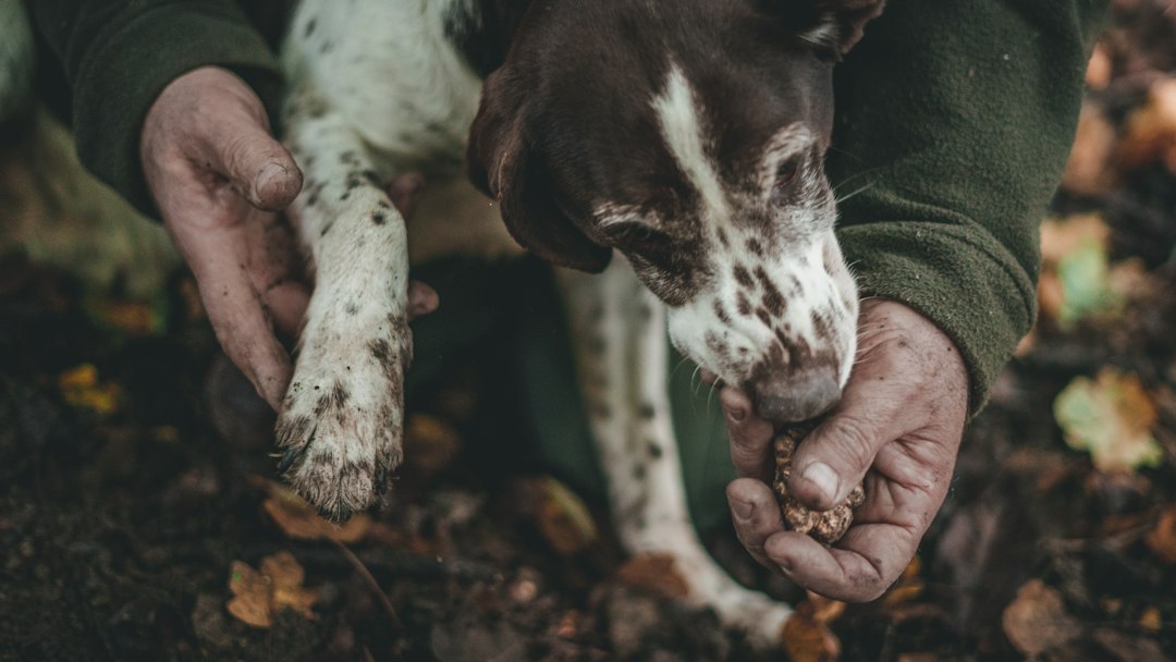 Trifolao e cão caçando trufa branca durante a temporada de trufas nos bosques de Langhe
